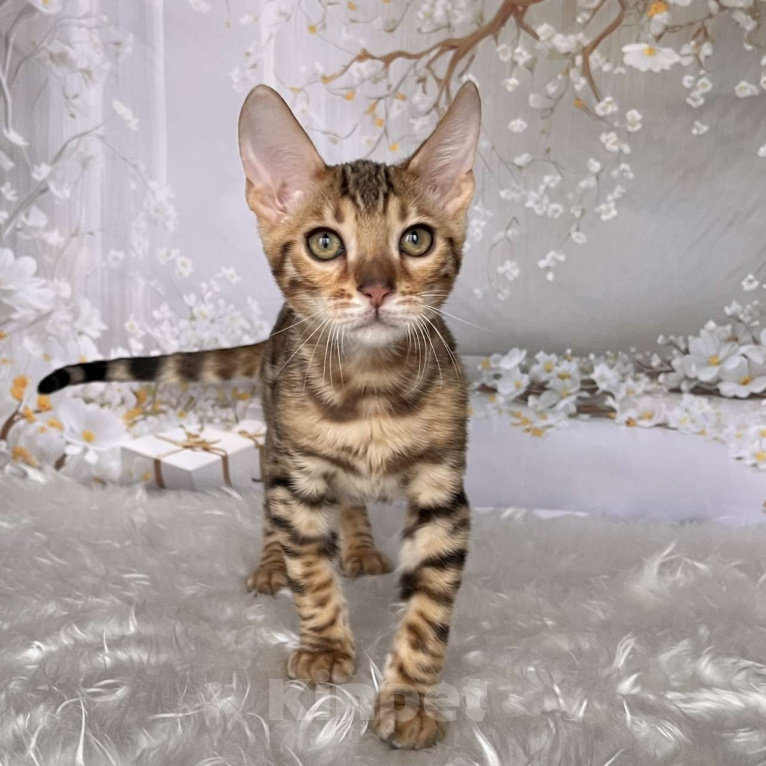 Кошки в Москве: Бенгальский котёнок  Мальчик, Бесплатно - фото 2