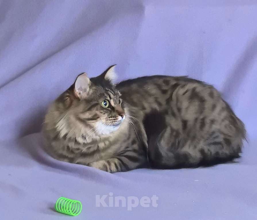 Кошки в Москве: Ласковая кошечка Анфиса ищет семью Девочка, Бесплатно - фото 9