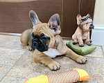 Собаки в Белореченске: Французский бульдог Девочка, Бесплатно - фото 4