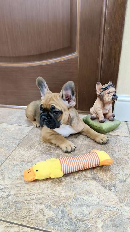 Собаки в Белореченске: Французский бульдог Девочка, Бесплатно - фото 4