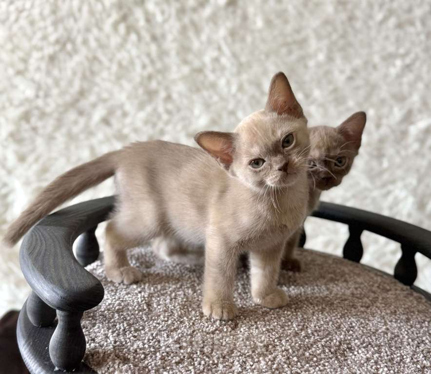 Кошки в Москве: Бурманские котята: открыто бронирование! Мальчик, 80 000 руб. - фото 5