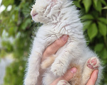 Кошки в Пензе: Котёнок мальчик ищет заботливую семью Мальчик, 2 000 руб. - фото 4