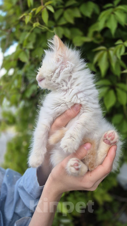 Кошки в Пензе: Котёнок мальчик ищет заботливую семью Мальчик, 2 000 руб. - фото 4