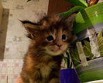 Кошки в Моздоке: Питомник кошек, Бесплатно - фото 2