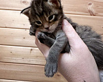 Кошки в Санкт-Петербурге: Шикарные котята мейн-кун открыт резерв  Мальчик, 25 000 руб. - фото 3