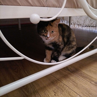 Котенок в милые добрые руки 