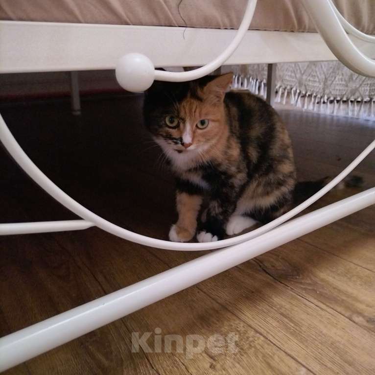 Кошки в других городах Московской области: Котенок в милые добрые руки  Девочка, Бесплатно - фото 1