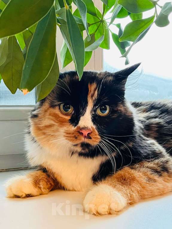 Кошки в Новосибирске: Кошка трехцветная в хорошие руки! Девочка, 5 руб. - фото 1