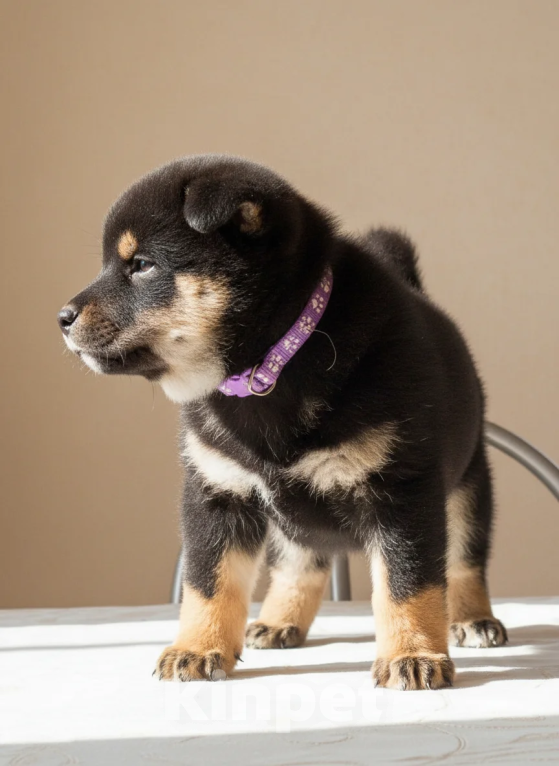 Собаки в других городах Московской области: Щенок мальчик Сиба-Ину (фиолетовый ошейник) Мальчик, 100 000 руб. - фото 2