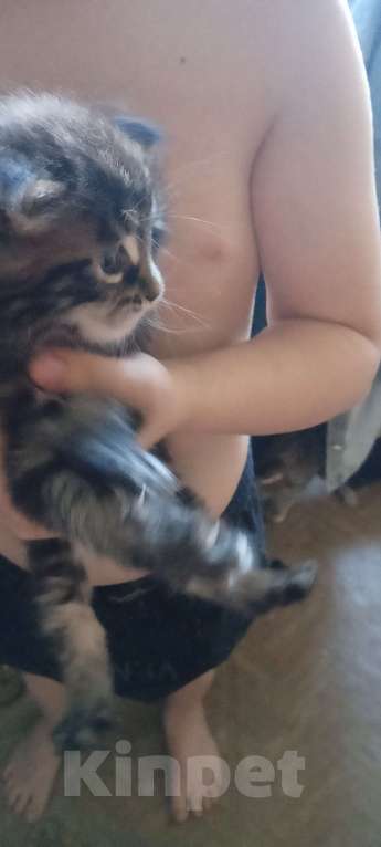 Кошки в Тобольске: Мейн,-кун Девочка, 5 000 руб. - фото 2