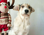Собаки в Москве: Рыжий щенок, бородатый, белый, в добрые руки щенки Мальчик, 1 руб. - фото 6