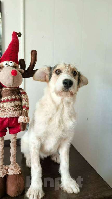 Собаки в Москве: Рыжий щенок, бородатый, белый, в добрые руки щенки Мальчик, 1 руб. - фото 6