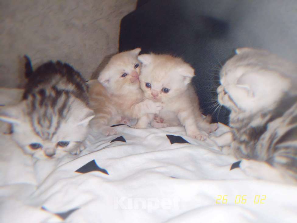 Кошки в других городах Марий Эл: Продаю помесь котят. Папа Шотландский вислоухий, мама Экзот. Девочка, 5 000 руб. - фото 6