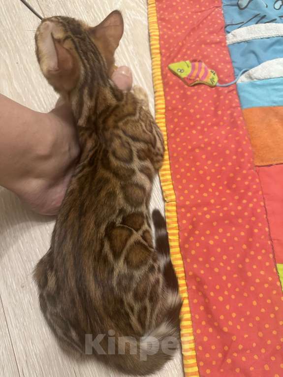 Кошки в других городах Московской области: Бенгальская Кошечка Браун, носитель снега Девочка, 97 000 руб. - фото 8