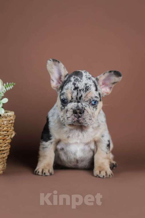 Собаки в Москве: Девочка голубой мрамор Девочка, 100 000 руб. - фото 4