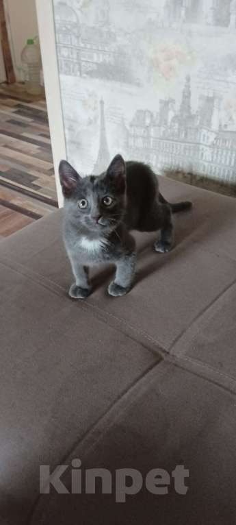 Кошки в Копейске: Котёнок девочка Девочка, 10 руб. - фото 2