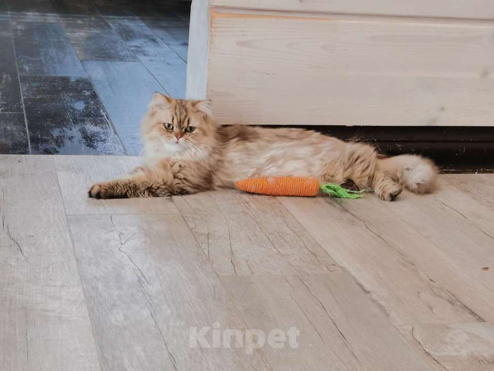 Кошки в других городах Ленинградской области: Британский длинношерстный котик Мальчик, 1 000 руб. - фото 1