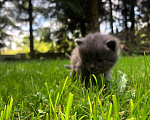 Кошки в Гагарине: Котёнок девочка помесь мейн-куна и британца.  Девочка, Бесплатно - фото 1