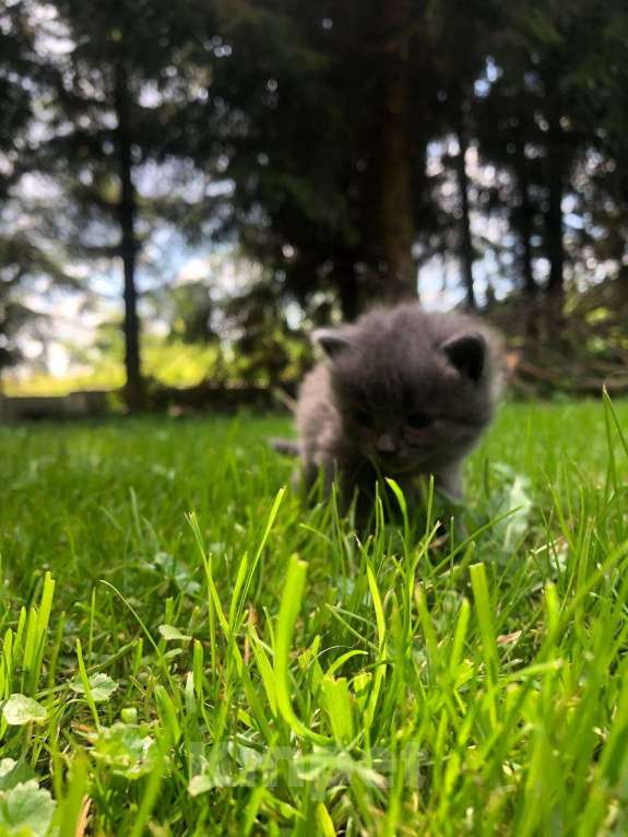 Кошки в Гагарине: Котёнок девочка помесь мейн-куна и британца.  Девочка, Бесплатно - фото 1