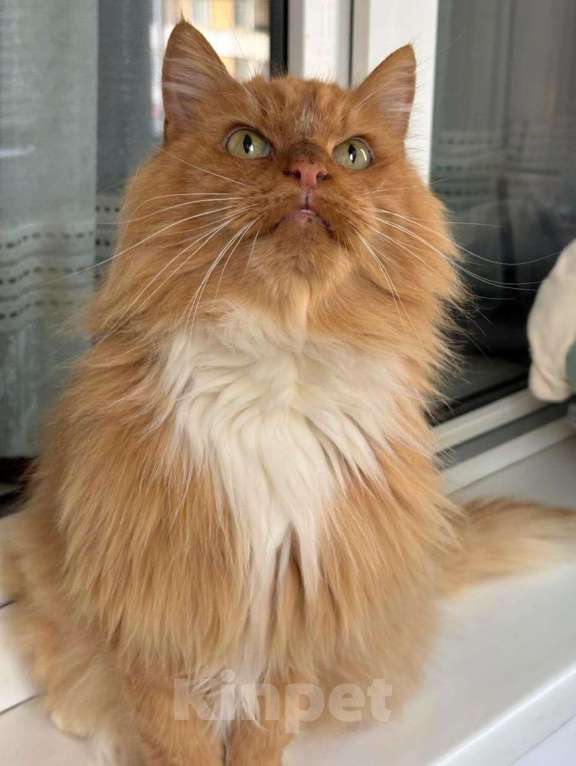 Кошки в Москве: Рыжая кошечка в добрые руки  Девочка, Бесплатно - фото 2