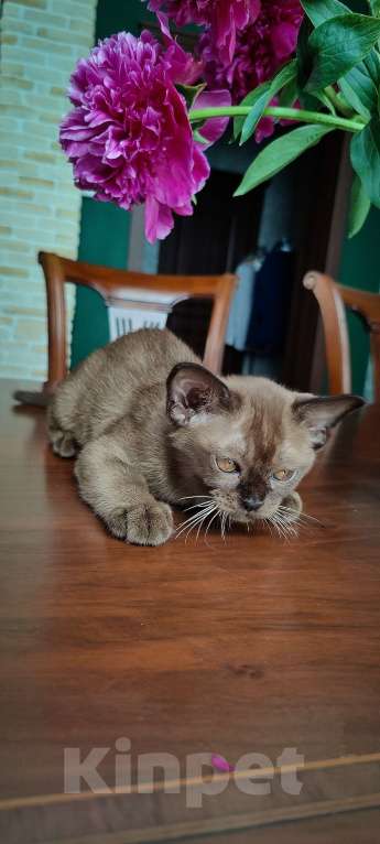 Кошки в Москве: Брутальный бурманскрй мальчик Мальчик, Бесплатно - фото 5