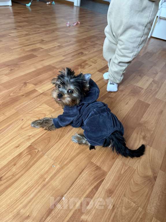 Собаки в Череповце: Йоркширский терьер  Мальчик, 35 000 руб. - фото 2