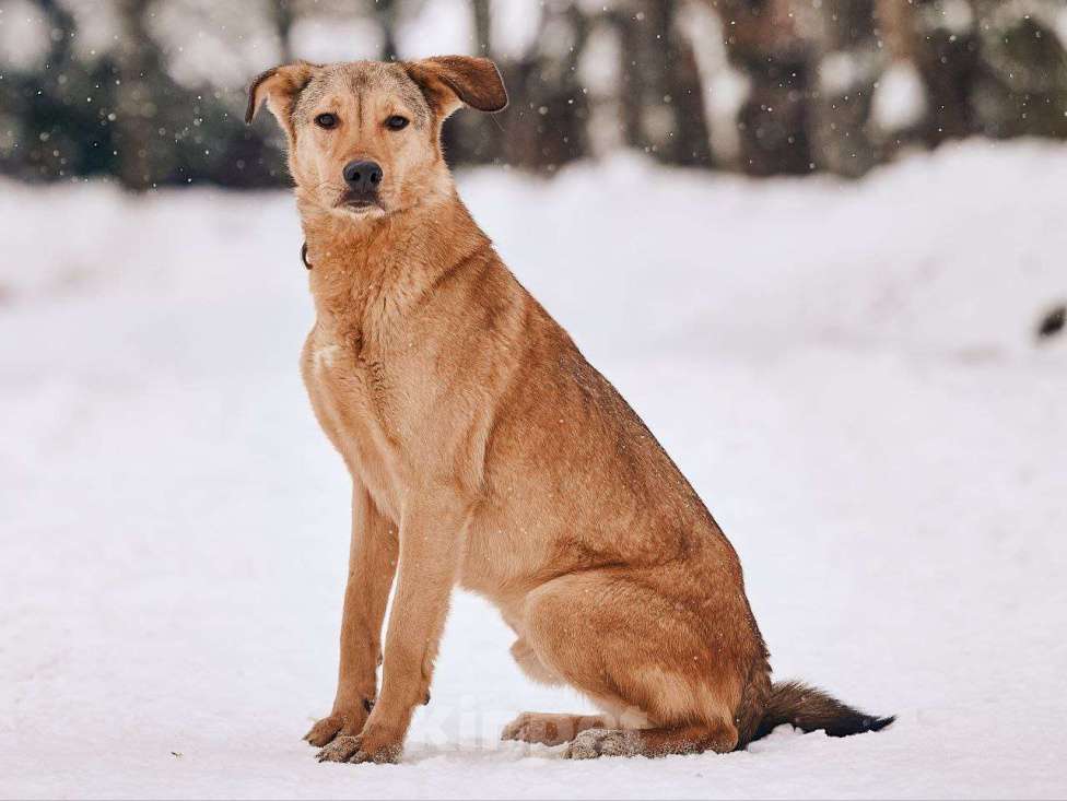 Собаки в Наро-Фоминске: Ярик якутенок Мальчик, Бесплатно - фото 4