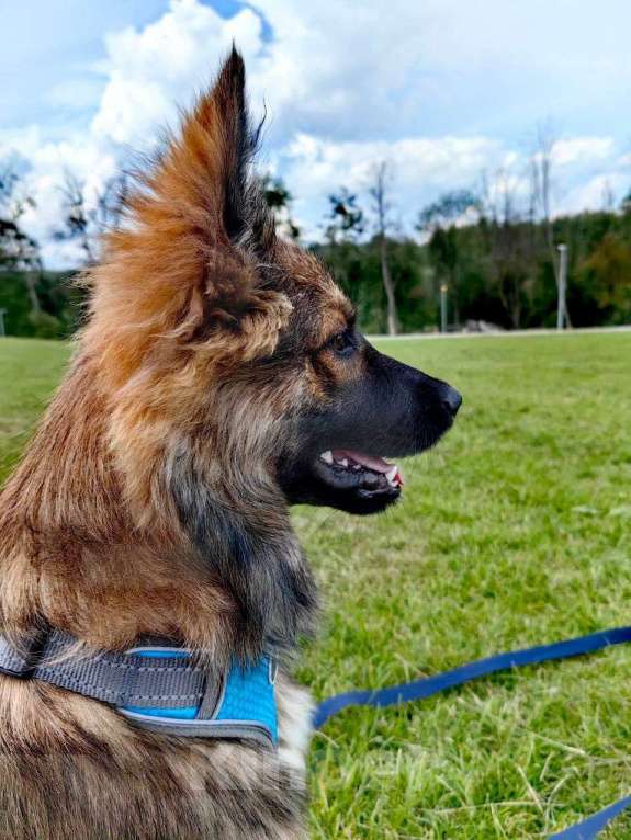 Собаки в Москве: Метис бордер-колли. Щенок-подросток Тошка Мальчик, Бесплатно - фото 2