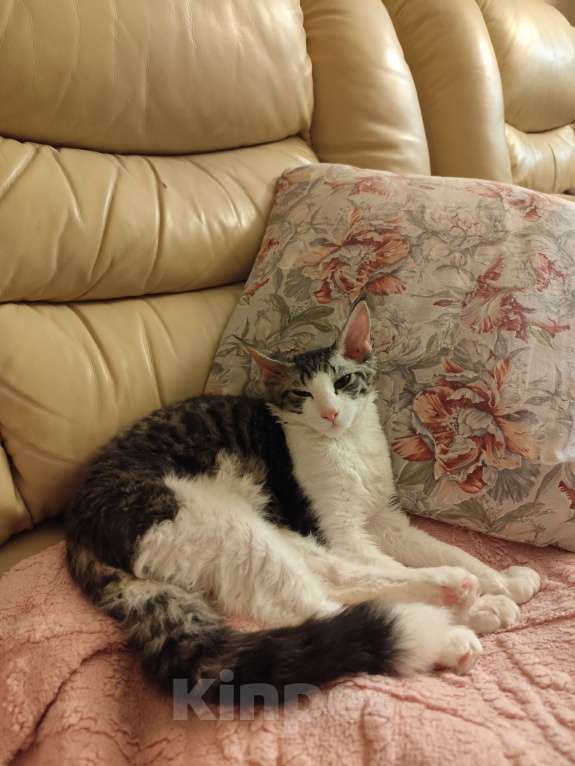 Кошки в Севастополе: Котёнок-метис (донской сфинкс/мейн-кун) Мальчик, 1 000 руб. - фото 1