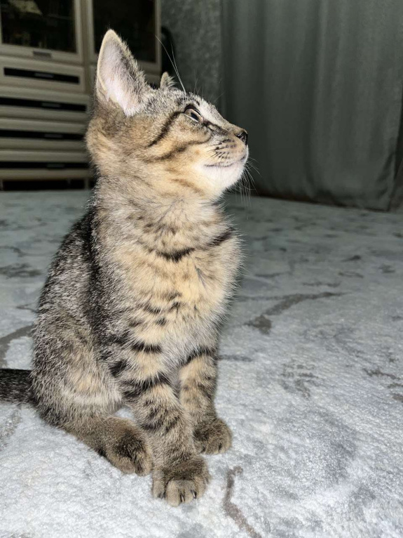 Кошки в Ижевске: Котенок в добрые руки  Мальчик, Бесплатно - фото 2