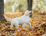 Собаки в Королеве: Щенок золотистого ретривер от профессионального питомника  Девочка, 70 000 руб. - фото 7