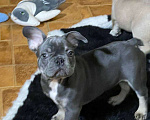 Собаки в Энгельс: породистые щенки французского бульдога Разнополые, 75 000 руб. - фото 2