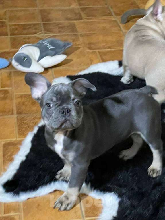 Собаки в Энгельс: породистые щенки французского бульдога Разнополые, 75 000 руб. - фото 2