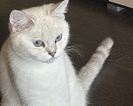 Кошки в Одинцово: Шотландские молодые кошки Девочка, 35 000 руб. - фото 9