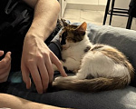 Кошки в Москве: Котенок в добрые руки Девочка, Бесплатно - фото 2