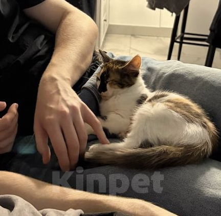 Кошки в Москве: Котенок в добрые руки Девочка, Бесплатно - фото 2