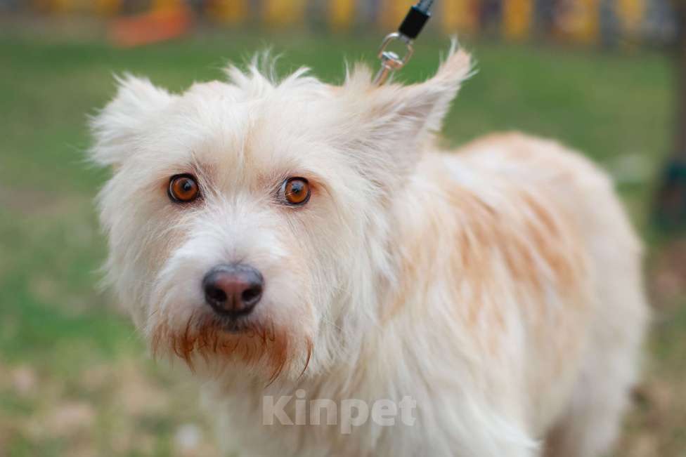 Собаки в Москве: Вилли некрупный бородатый песик. Требуется джентльмену достойный кров. Мальчик, Бесплатно - фото 6