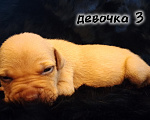 Собаки в Екатеринбурге: Щенки АПБТ Разнополые, Бесплатно - фото 3