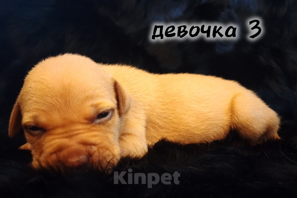 Собаки в Екатеринбурге: Щенки АПБТ Разнополые, Бесплатно - фото 3