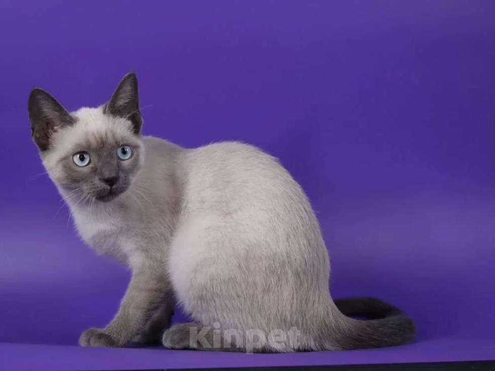 Кошки в Москве: Голубоглазая колор пойнт кошечка Девочка, 15 000 руб. - фото 3