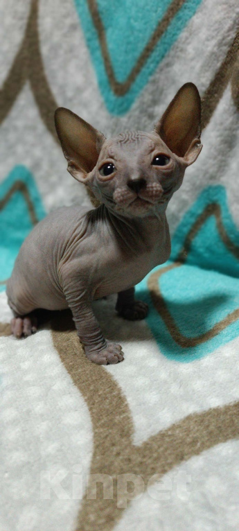 Кошки в Донецке: Канадский сфинкс мальчик голубого  окраса  ( резинка ) Мальчик, 20 000 руб. - фото 1