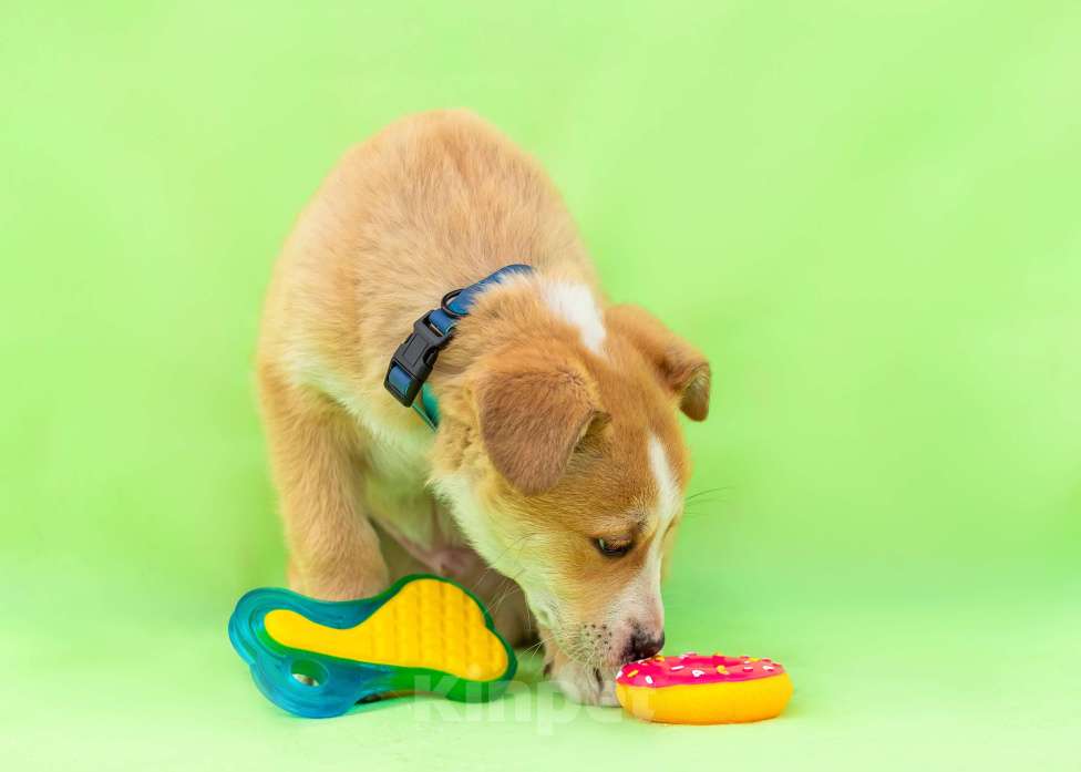Собаки в других городах Московской области: Щенок Оскар в добрые руки Мальчик, Бесплатно - фото 6