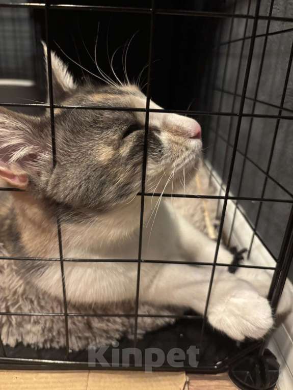 Кошки в Ростове-на-Дону: Кошечке - Трехцветочке срочно нужен дом Девочка, Бесплатно - фото 7