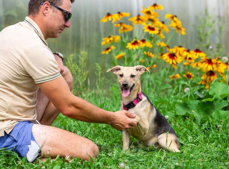 Собаки в Москве: Крошка Лаки — миниатюрное счастье в дар Мальчик, 1 руб. - фото 7