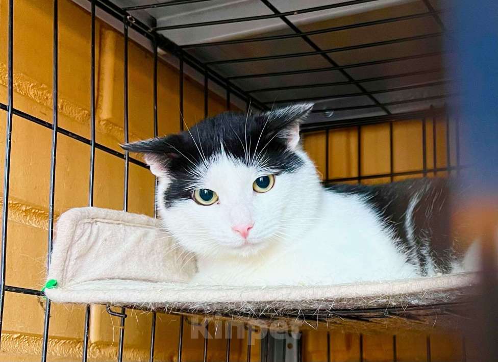 Кошки в Москве: Очень душевный котик Макс в добрые руки Мальчик, Бесплатно - фото 8