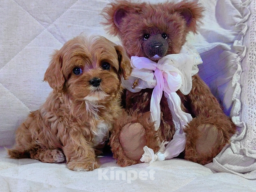 Собаки в Москве: Кавапу, щенок Мальчик, 85 000 руб. - фото 1