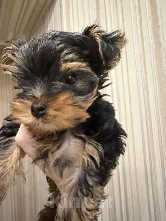 Собаки в Иркутске: Щенок йорка Мальчик, 15 000 руб. - фото 1