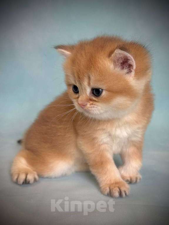 Кошки в Калуге: Британская золотая шиншилла Девочка, 45 000 руб. - фото 5