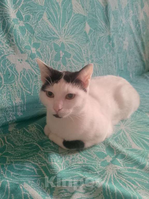 Кошки в Краснодаре: Кошка Девочка, Бесплатно - фото 1