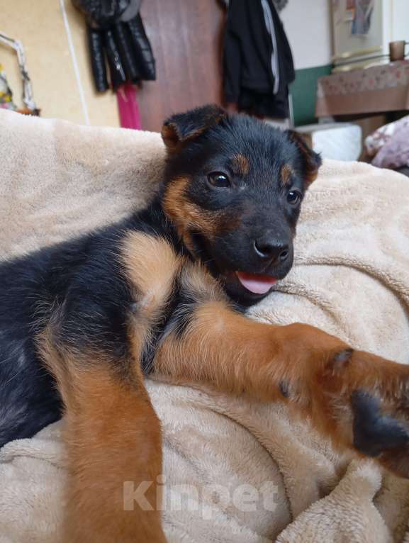 Собаки в Волжском: Щенок ягдтерьера Девочка, Бесплатно - фото 7